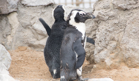 a couple of african penguins in a zoo at santander, spainの写真素材