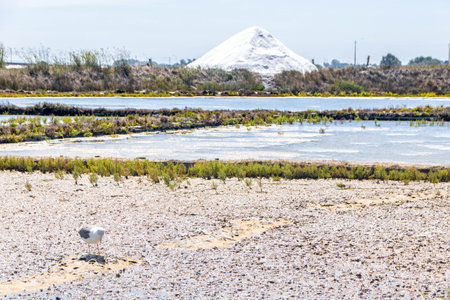 Salt Pans of Aveiro, known as Salinas de Aveiro, Portugalの写真素材