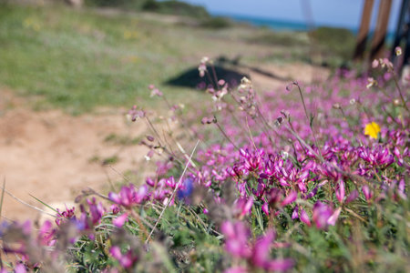 Torre Guaceto, protected marine reserve and nature park just north of Brindisi, Apulia region, Italyの写真素材