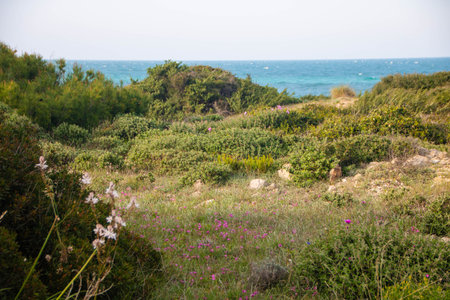 Torre Guaceto, protected marine reserve and nature park just north of Brindisi, Apulia region, Italyの写真素材
