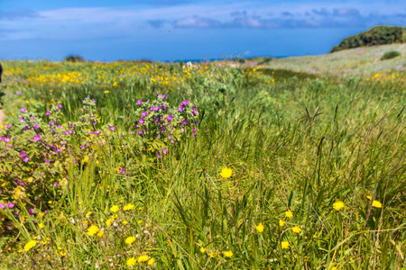 Torre Guaceto, protected marine reserve and nature park just north of Brindisi, Apulia region, Italyの写真素材