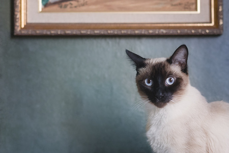 Siamese Cat against blue wallの写真素材