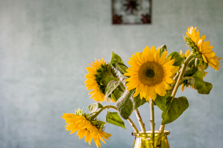 Sunflower bouquet, against Venetian plastered, blue wallの写真素材