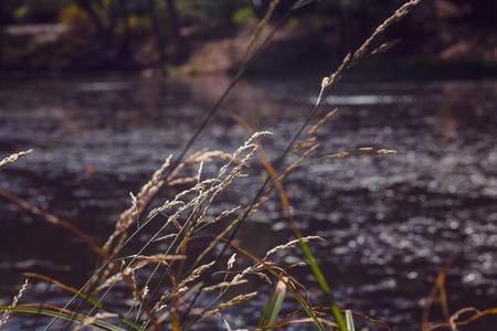 Pond Life