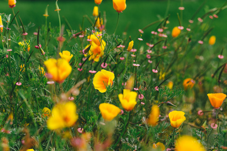 Poppy Fieldの写真素材