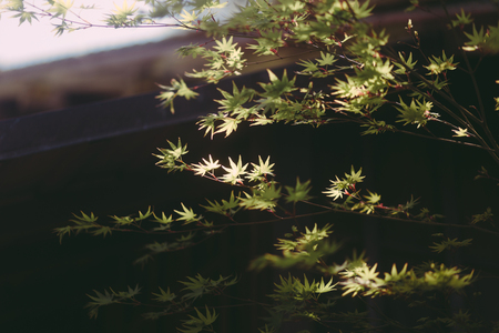 Japanese Mapleの写真素材