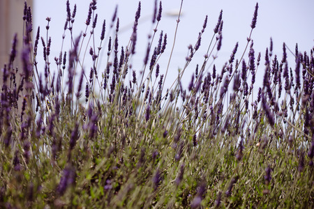 Lavender Gardenの写真素材
