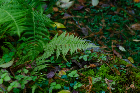 assortment of foliage at the parkの写真素材