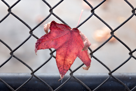 Maple Autumn Leaf Stuck in Fenceの写真素材
