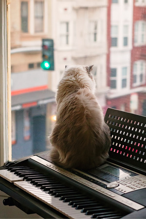 Fluffy Ragdoll Siamese Mix Cat on Piano looking out windowの写真素材