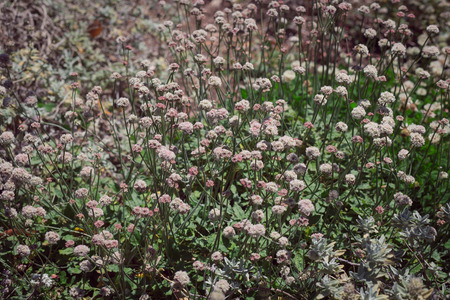 Daisy Field