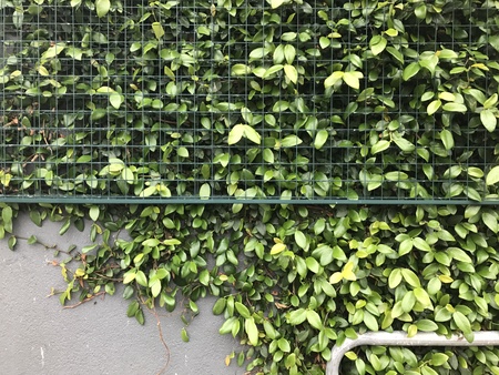 vines growing on wall with fenceの写真素材