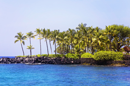 Row of Coconut Palm Trees Overlooking Kona Bay, Hawaiiの写真素材