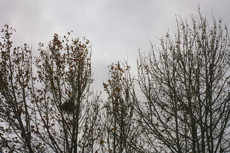 Row of Autumn/Winter Trees in Northern Californiaの写真素材
