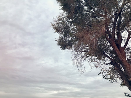 Leaning Tree with Dramatic Sky Backgroundの写真素材
