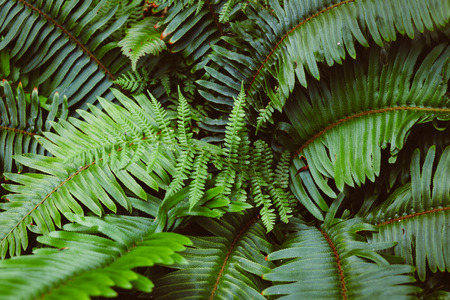 Close Up Image of a Tropical Green Fern Plant Outdoorsの写真素材