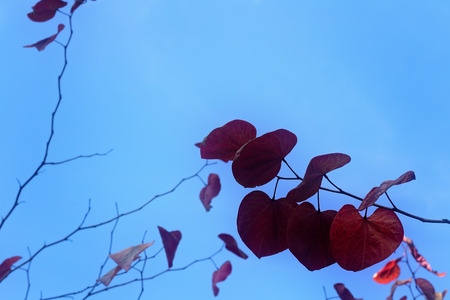 Red Heart Shaped Leaves on Branches with Blue Sky Backgroundの写真素材