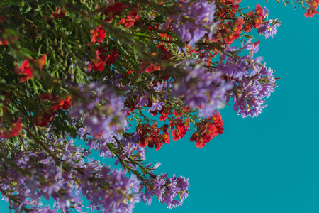 Colorful Arrangement of Flowering Plant in Bloomの写真素材