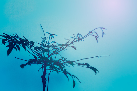 Delicate Tree With Turquoise Sky Backgroundの写真素材