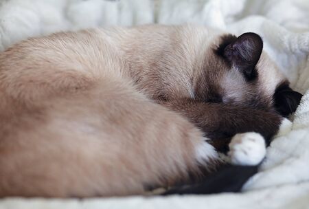 Young, female, chocolate point cat sleeping on a white blanketの写真素材