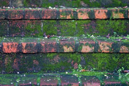 Row of Brick Stairs Covered With Mossの写真素材