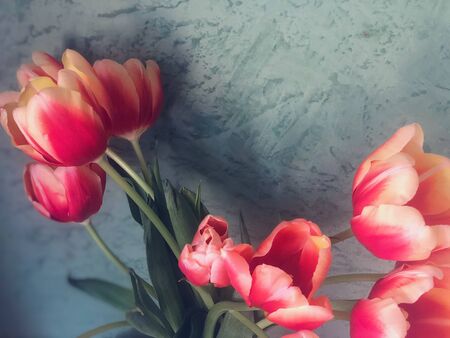 Bouquet of Tulips in a Room With a Blue Textured Wallの写真素材