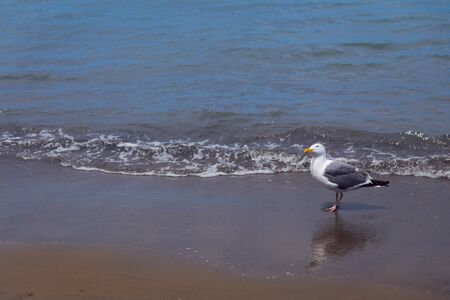 One Seagull on a Sandy Beach With Waves Rolling in at a Beach in San Francisco, Californiaの写真素材