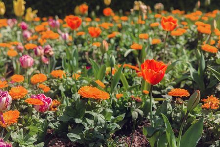 Field of Orange, Red and Yellow Dutch Tulips Bloomingの写真素材