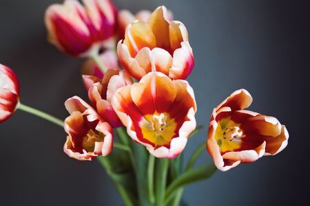 Orange Tulip Bouquet in Front of a Blue Grey Textured Wall in a Homeの写真素材