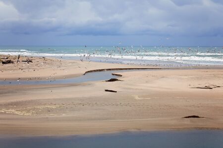 Birds Flying Over Sandy Beach and Lagoon at San Gregorio State Parkの写真素材