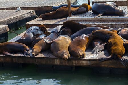 Group of Sea Lions on Boat Docks on San Francisco Bay, at Fisherman's Wharf, Pier 39, San Francisco, Californiaの写真素材