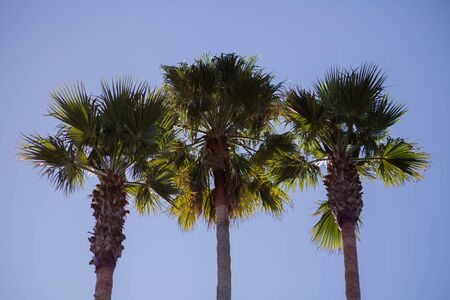 Three Vibrant Green Palm Trees in a Row With Blue Sky Background, on Santa Cruz Beach Boardwalk, Santa Cruz, California, USAの写真素材