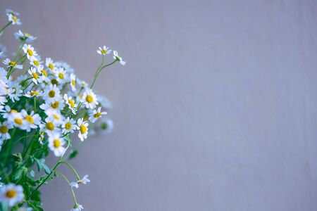Chamomile Bouquet in Front of Lavender Wallの写真素材