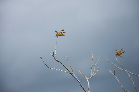 Dragonfly sitting on a twig
