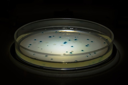 Petri dish whit blue and white colony of Escherichia coliの写真素材
