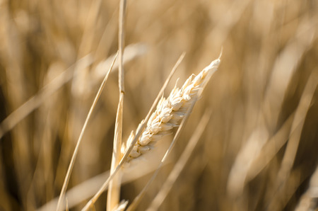 A grain of wheat on a sunny dayの写真素材