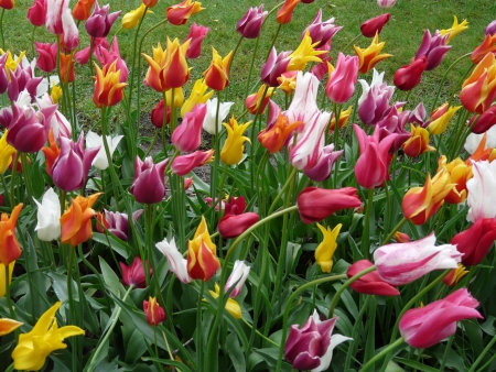 Tulipsの写真素材