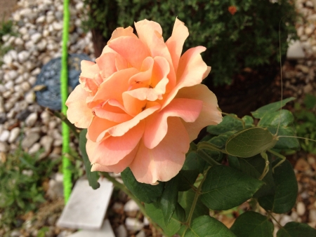 Katydid Crawling on a Roseの素材