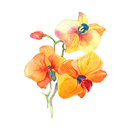 the new view of orchid watercolor hand drawn for postcard isolated on the white backgroundの写真素材