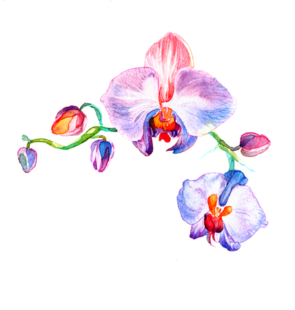 the new view of orchid watercolor hand drawn for postcard isolated on the white backgroundの写真素材