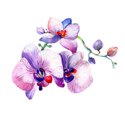 the new view of orchid watercolor hand drawn for postcard isolated on the white backgroundの写真素材