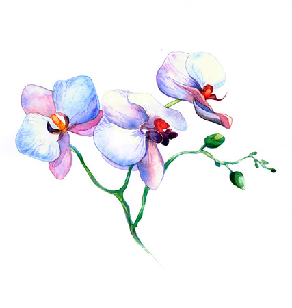 the new view of orchid watercolor hand drawn for postcard isolated on the white backgroundの写真素材