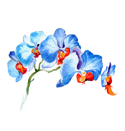 the new view of orchid watercolor hand drawn for postcard isolated on the white backgroundの写真素材