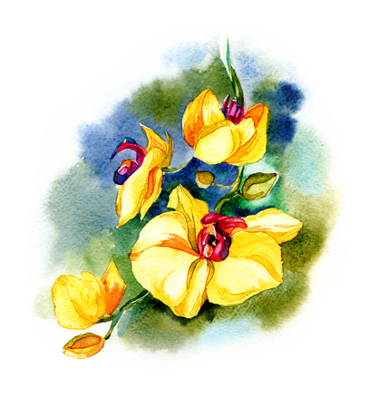 the new view of orchid watercolor hand drawn for postcard isolated on the white backgroundの写真素材