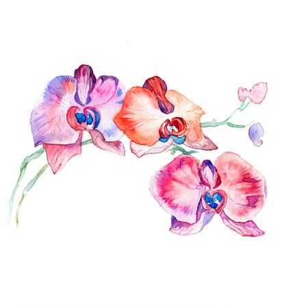 the new view of orchid watercolor hand drawn for postcard isolated on the white backgroundの写真素材