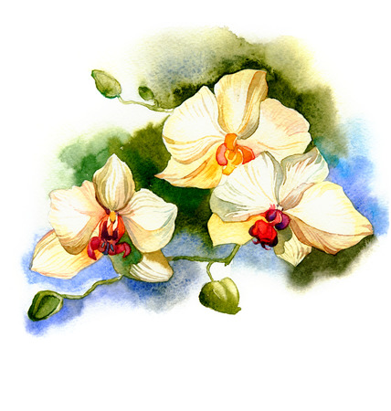 the new view of orchid watercolor hand drawn for postcard isolated on the white backgroundの写真素材