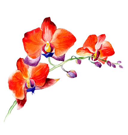 the new view of orchid watercolor hand drawn for postcard isolated on the white backgroundの写真素材