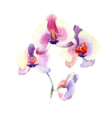 the new view of orchid watercolor hand drawn for postcard isolated on the white backgroundの写真素材