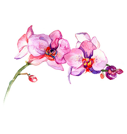 the new view of orchid watercolor hand drawn for postcard isolated on the white backgroundの写真素材