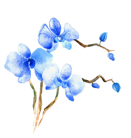 the new view of orchid watercolor hand drawn for postcard isolated on the white backgroundの写真素材